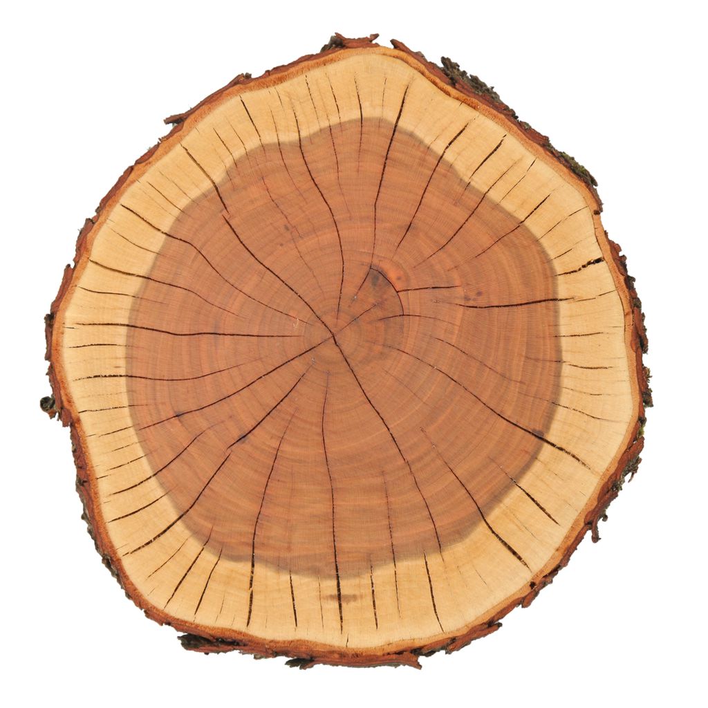 Przekrój Pnia Drzewa Z Opisem Przyrosty roczne drewna - Nadleśnictwo Prószków - Lasy Państwowe